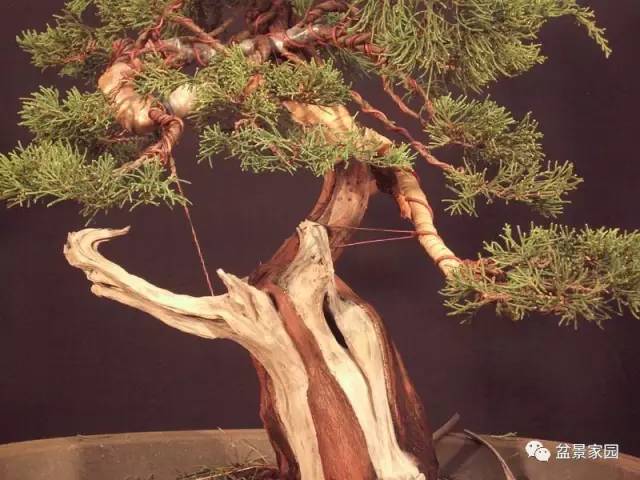 盆景素材舍利骨的制作方法