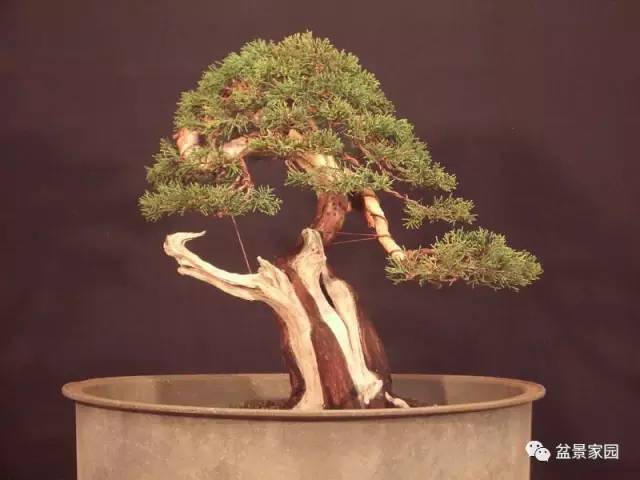 盆景素材舍利骨的制作方法