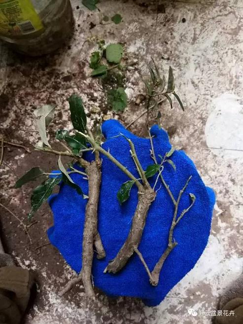 盆景之&mdash;&mdash;下山桩的修剪清理和养桩