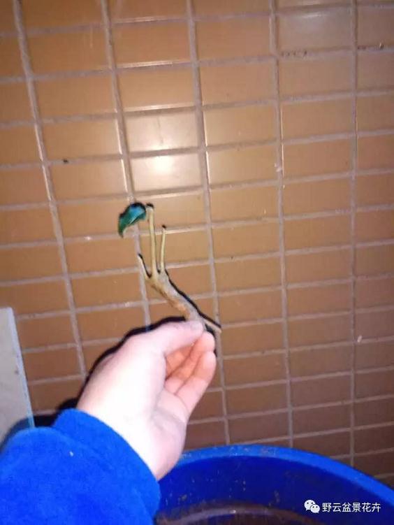 下山桩怎么修剪清理和养桩