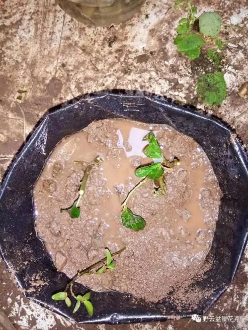 下山桩怎么修剪清理和养桩