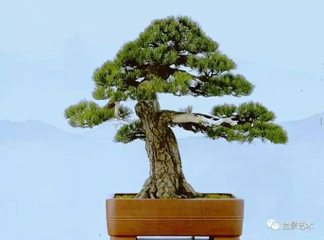 盆景艺术是人类和大自然和谐共存的产物