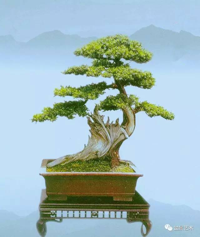 盆景艺术是人类和大自然和谐共存的产物