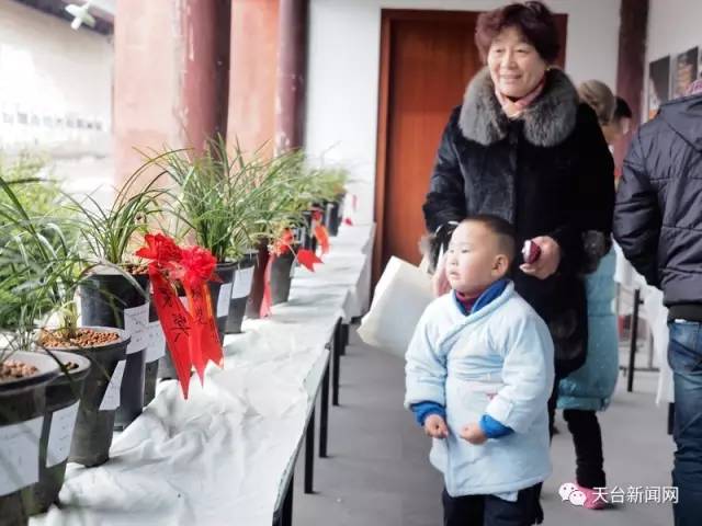 第四届兰花奇石盆景联展拉开帷幕