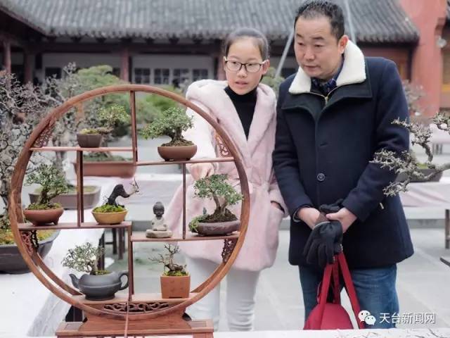 第四届兰花奇石盆景联展拉开帷幕