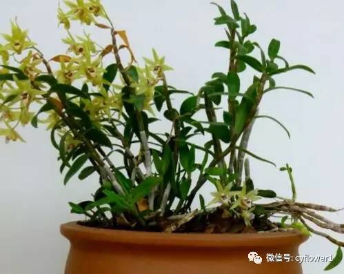 石斛盆景怎么养护管理?