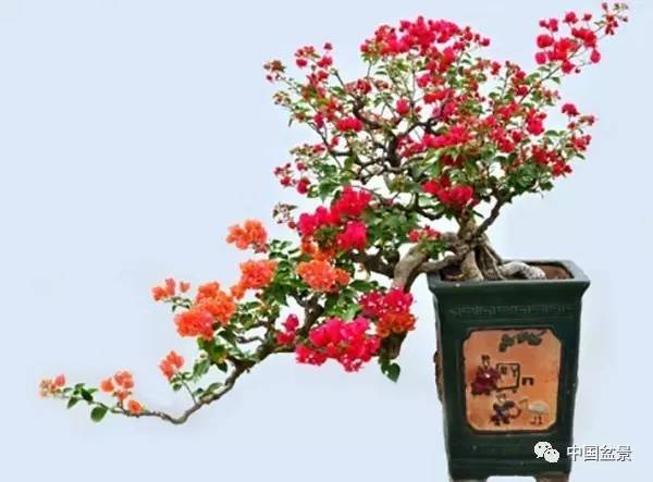 姹紫嫣红的三角梅盆景与美丽有约