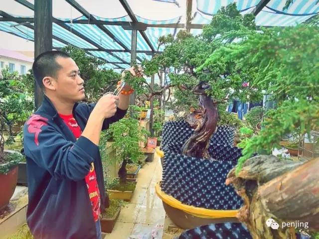 何须名苑看春风？兄弟阳台不负侬！刘操的盆景人生