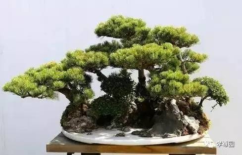 浅谈盆景的立意构图与空间处理