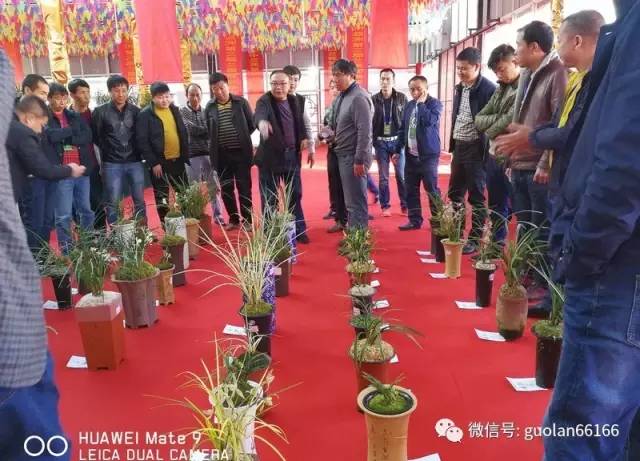 云南新益洲第三届兰花盆景博览交易会评奖办法与实施