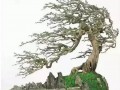 风大之盆景鉴赏大风起兮云飞扬 安得壮士兮守四方