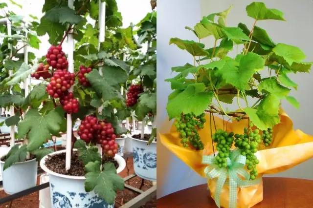 葡萄树也能造盆景?8个步骤教你打造最“潮”逆天盆景