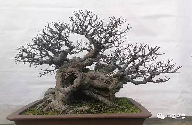 盆景之路亦要相互行走 才能风景如画