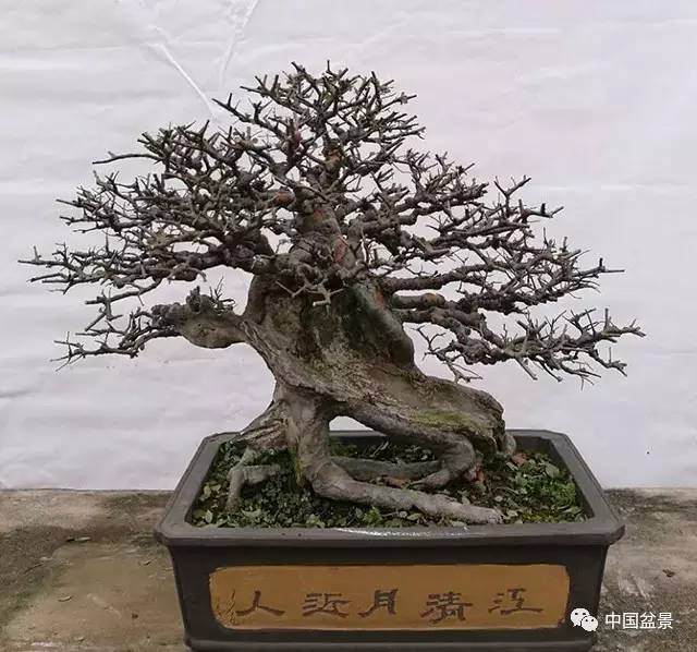 盆景之路亦要相互行走 才能风景如画