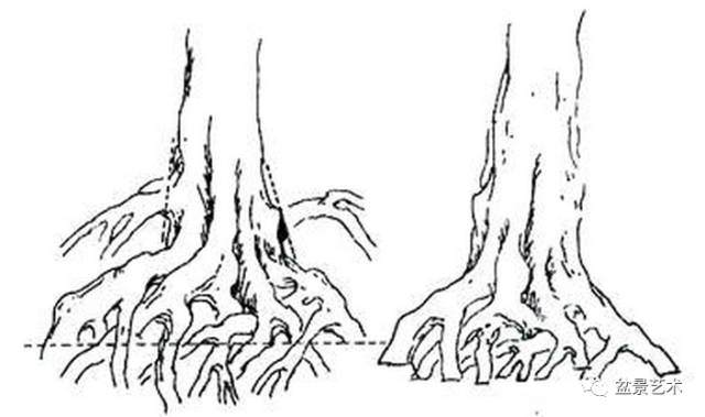 【盆景艺术】挖掘后的树桩要进行哪些处理