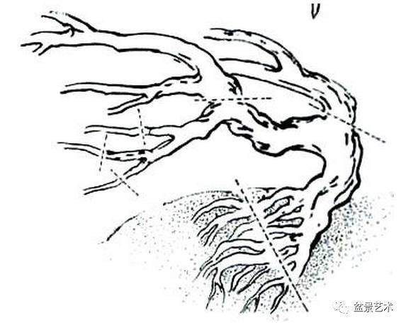 挖掘后的盆景树桩要进行哪些处理