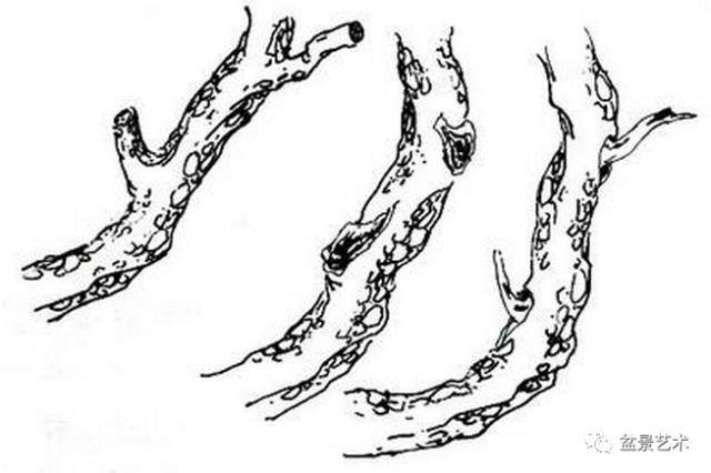 挖掘后的盆景树桩要进行哪些处理