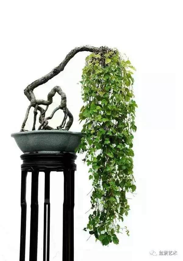 【盆景艺术】以根代干式盆景