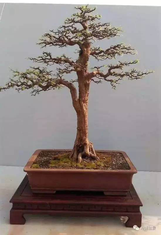 汕头市花卉盆景艺术协会