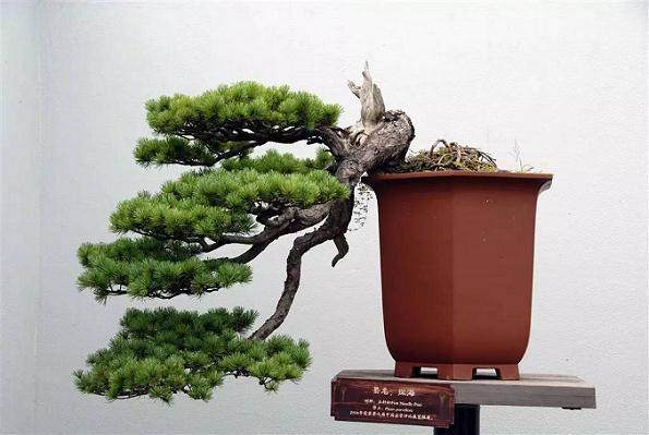 老桩盆景怎样促老催古的技术 图片