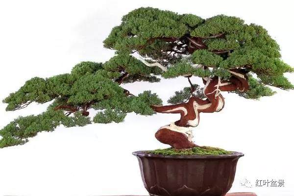 老桩盆景用什么盆子的方法 图片