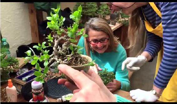 我很多时候都在玩盆景,没有特意追求也没有不去学习