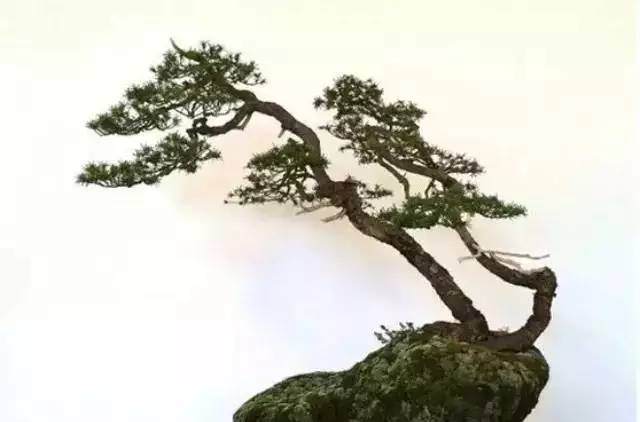 盆景剖析枯寂美学与文人树