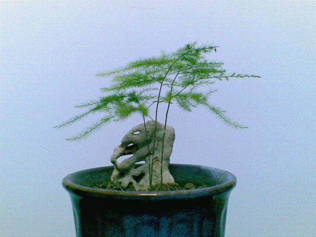 制作一盆漂亮的文竹盆景,原来这么简单!