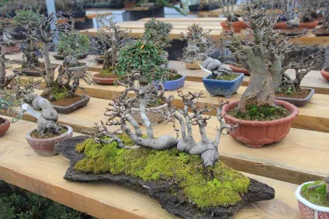 【新思路】毛毯：用精品化意识打造小盆景