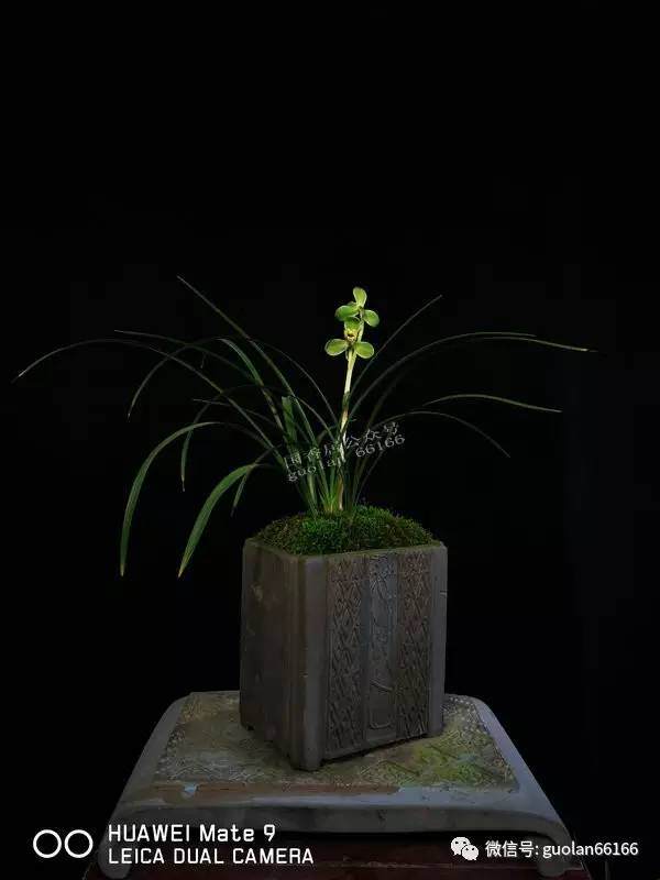 云南新益洲第三届兰花盆景博览交易会总结