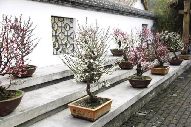 【爱生活】世纪公园800余盆梅花盆景争奇斗艳