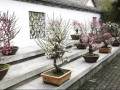 爱生活世纪公园800余盆梅花盆景争奇斗艳