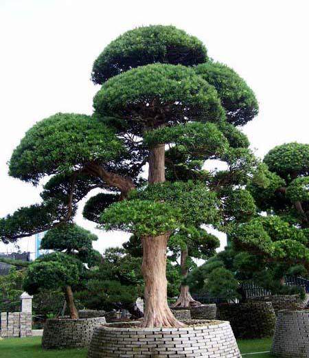 珠海又有886棵罗汉松遭黑手 盗挖事件仍无法遏制