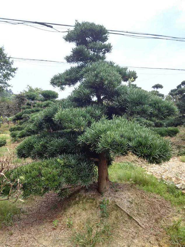 20余棵罗汉松被抛入大海