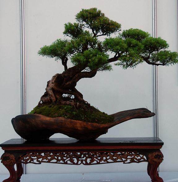 太湖海会寺千年罗汉松遭受蚜虫危害