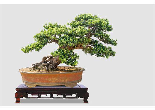 厦阡村这棵罗汉松属国家二级珍稀保护植物,树高有10多米