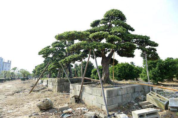 一些不法分子每天花10元聘请村民进自然保护区去偷采罗汉松