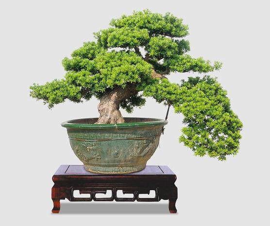 德兴发现雌雄罗汉松 两树高均为14米 距今有730年