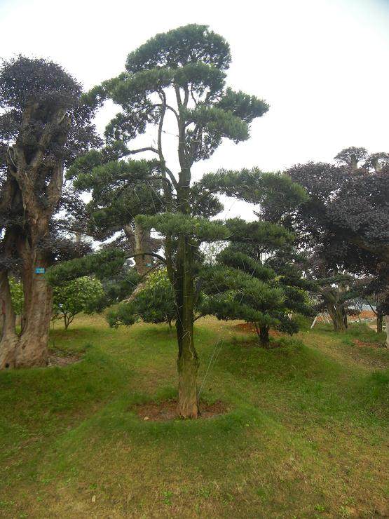 奉新千年罗汉松远&ldquo;嫁&rdquo;上海表深情