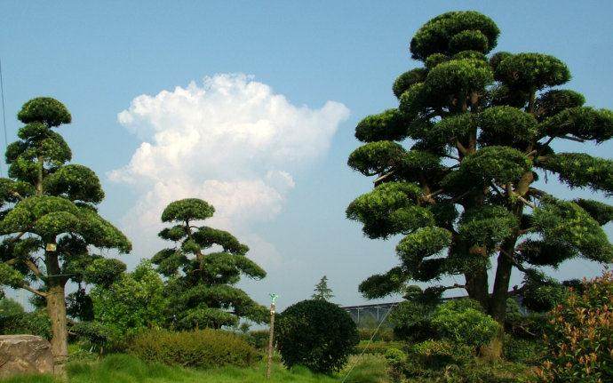 珠海市海岛盗挖罗汉松 做成盆景拿到市场高价出售牟取暴利