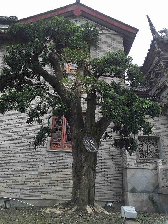 价值2.6万元的8棵名贵罗汉松不翼而飞 还好警方已经破获