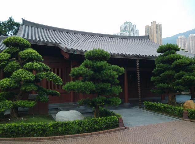 罗汉松在内地每棵至少可卖得3000元人民币 优质的更值万元以上