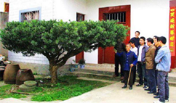 橘子洲头两株价值48万元的百年名木&mdash;&mdash;罗汉松离奇&ldquo;失踪&rdquo;