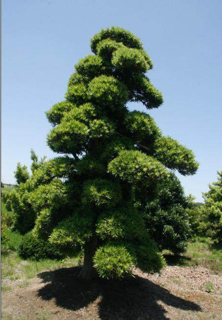 这些罗汉松的市价现已达到30万元左右，是公园的&ldquo;镇园之宝&rdquo;