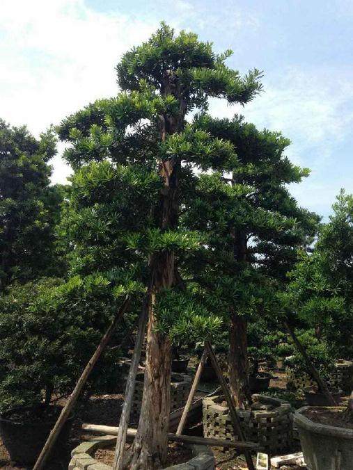 永康市一企业主花40万元买来一棵古罗汉松 竟然死了!