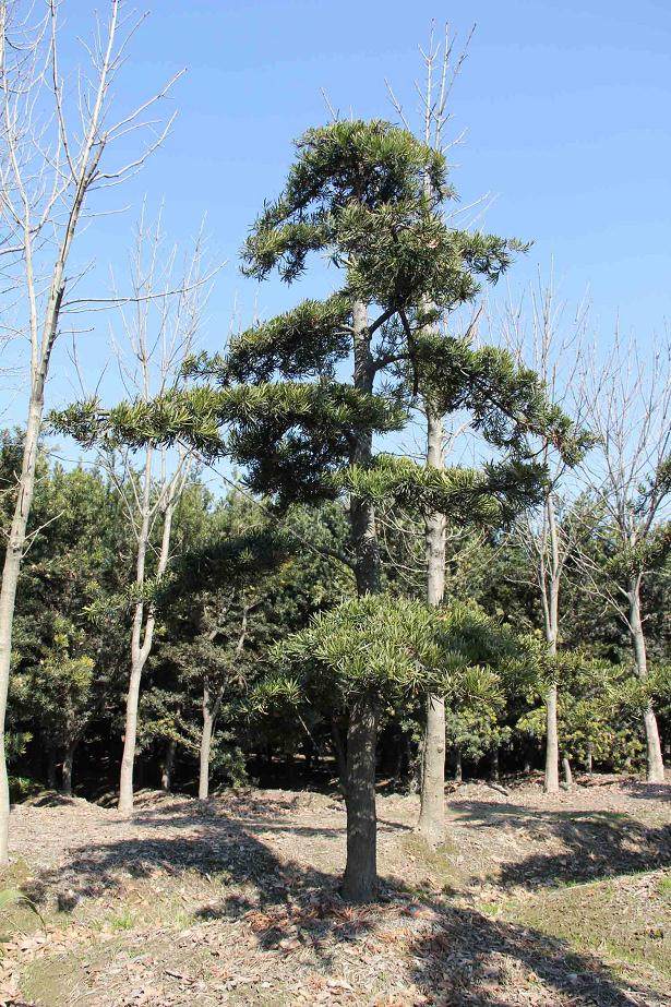 一片野生罗汉松群落惊现重庆南川 树龄均超过1000年