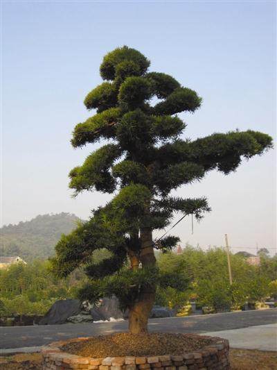 花6500元购买并采挖的四棵古罗汉松 结果被刑事拘留