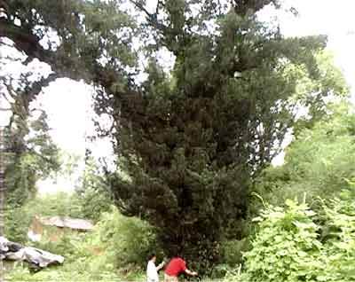 江西横峰发现罕见千年罗汉松(图文)