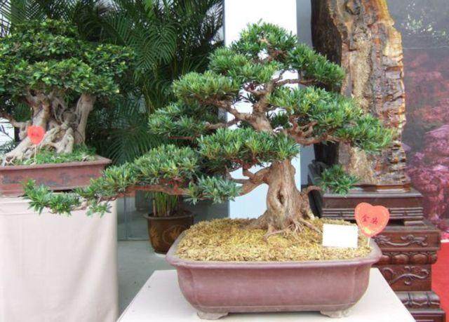 盗窃两棵古罗汉松 法院判罪犯十年刑