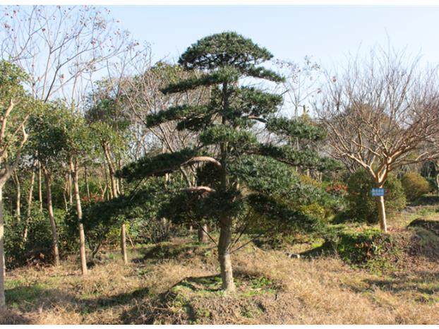 看上百年罗汉松求购不成干脆偷  被判1年 罚2000